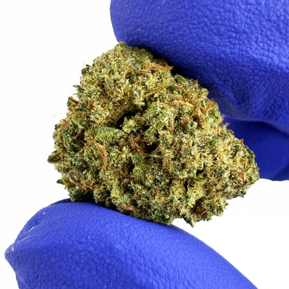 Small Buds Lemon Fritter - Hybride