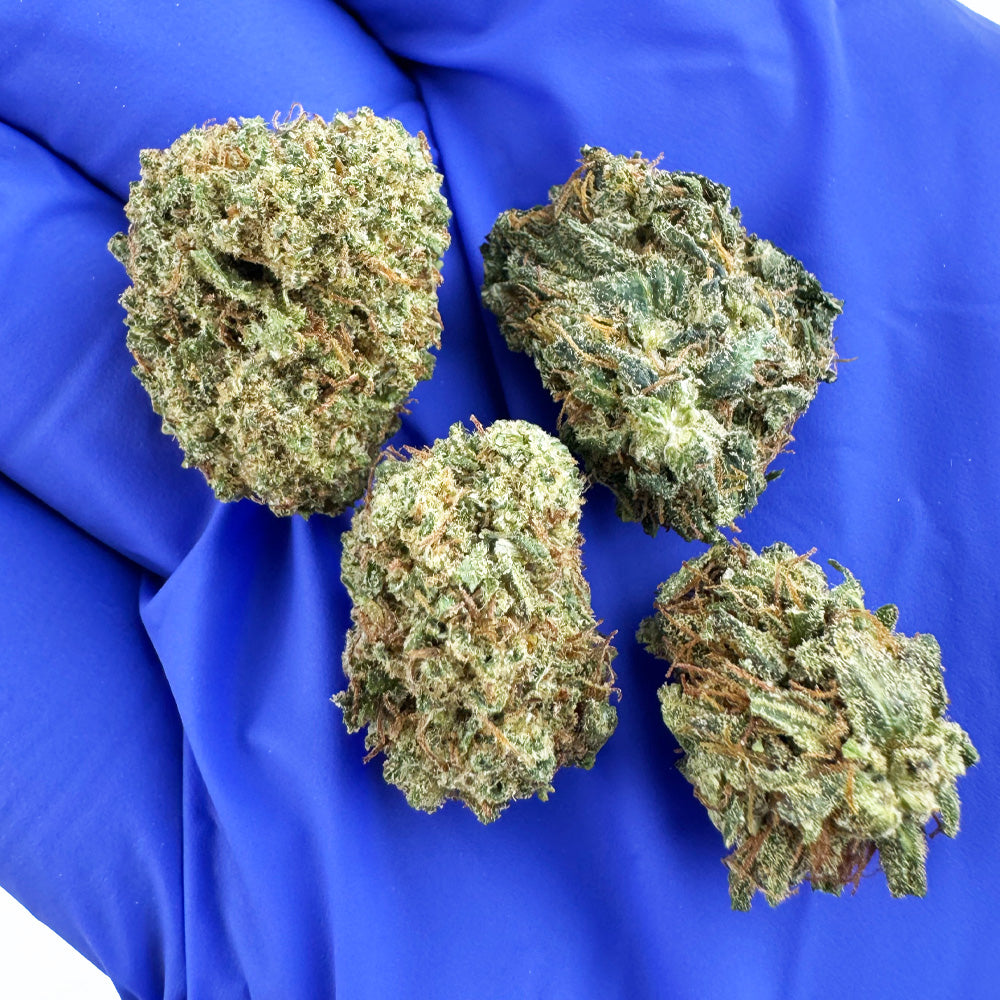 Small Buds Lemon Fritter - Hybride