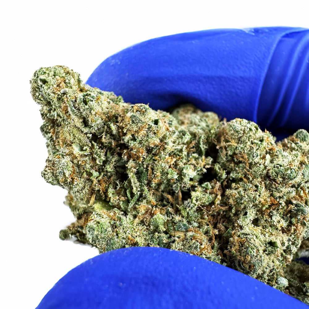 Lemon Haze HT CBD - Indoor