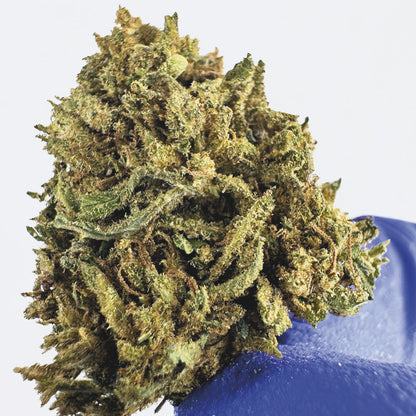 Medium Buds Lemon OG - Hybride USA