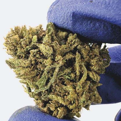 Medium Buds Lemon OG - Hybride USA