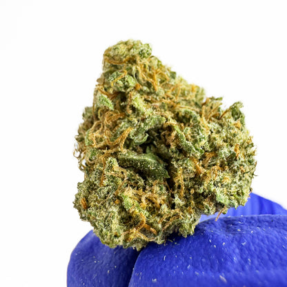 Small buds Lemon Skunk - Indoor