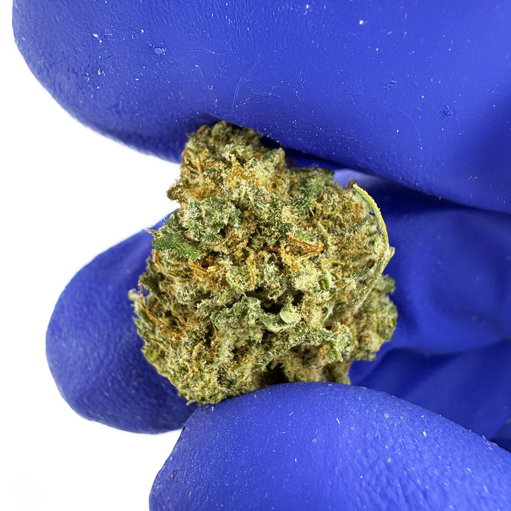 Small buds Lemon Skunk - Indoor