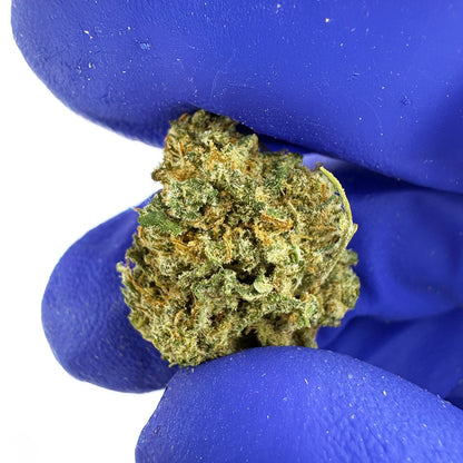 Small buds Lemon Skunk - Indoor