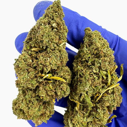 Lemon Tonic - Glasshouse