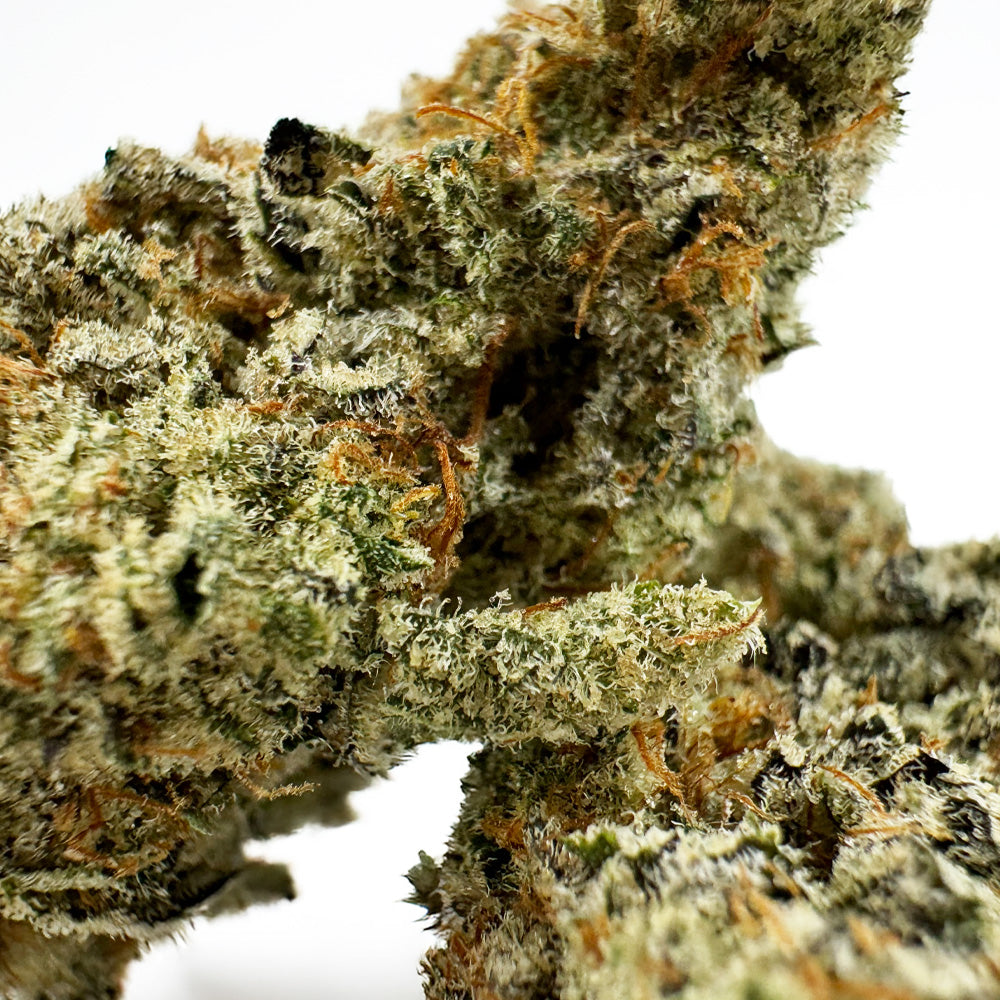 Malabar X Zoap CBD – Indoor