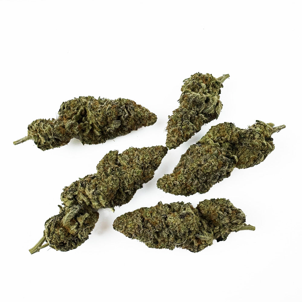 Malabar X Zoap CBD - Interior