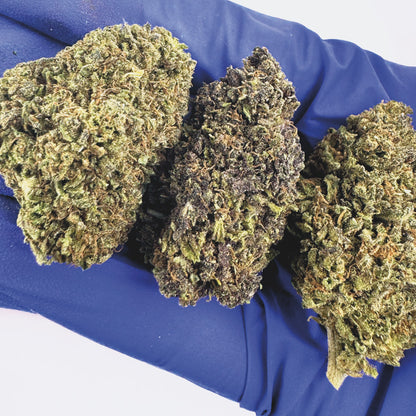 Mango Haze - Hybride USA