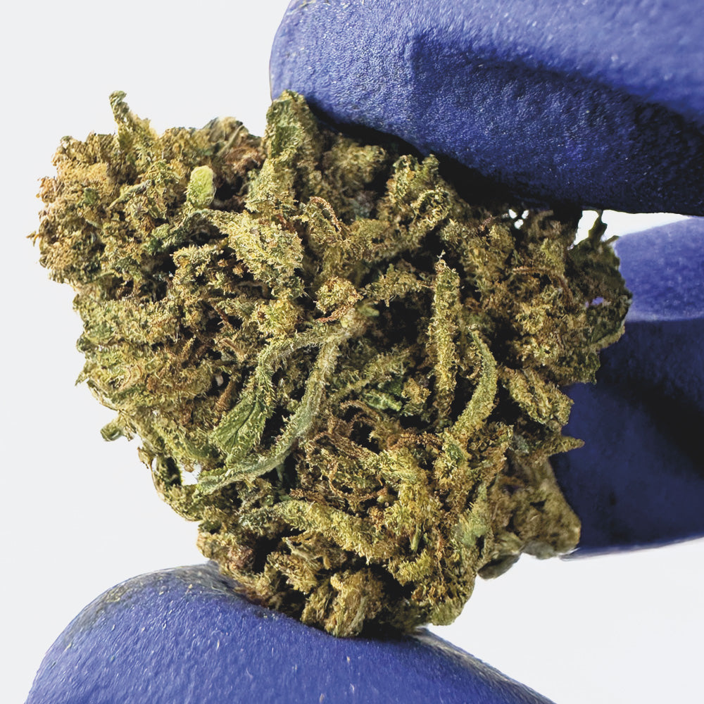 Medium Buds Mango Haze - Hybride