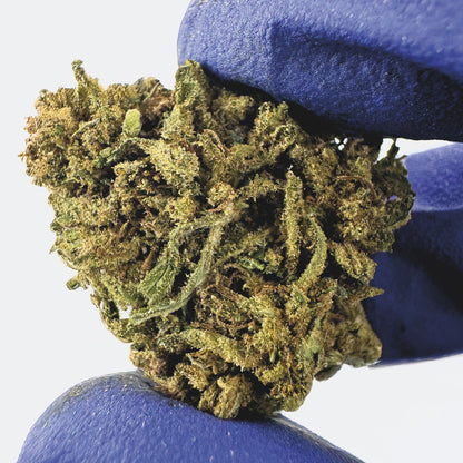 Medium Buds Mango Haze - Hybride