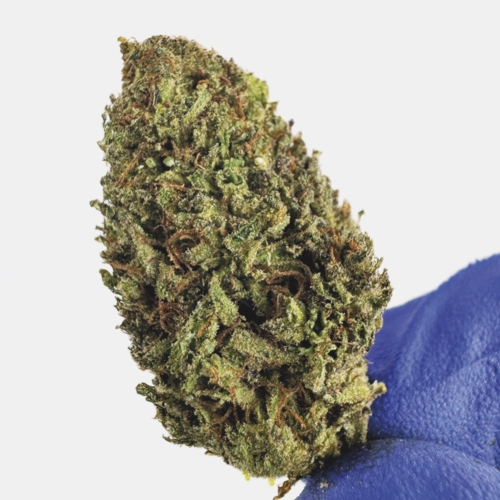 Medium Buds Mango Haze - Hybride