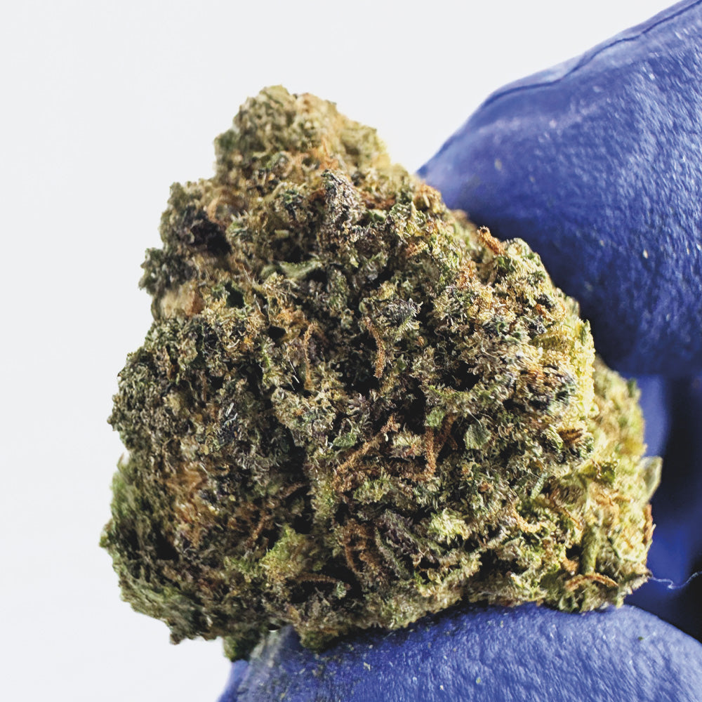 Small Buds Mango Haze - Hybride