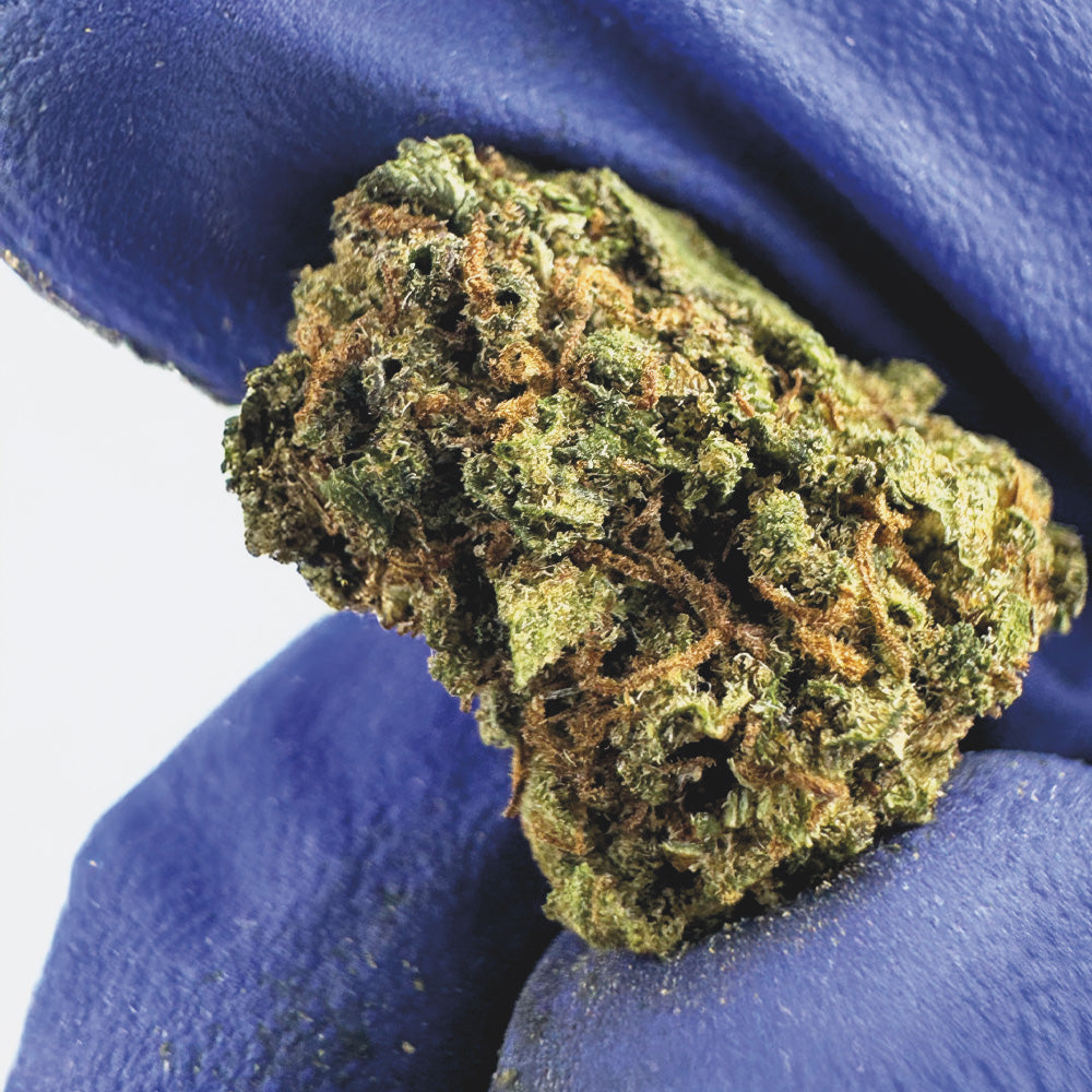 Small Buds Mango Haze - Hybride