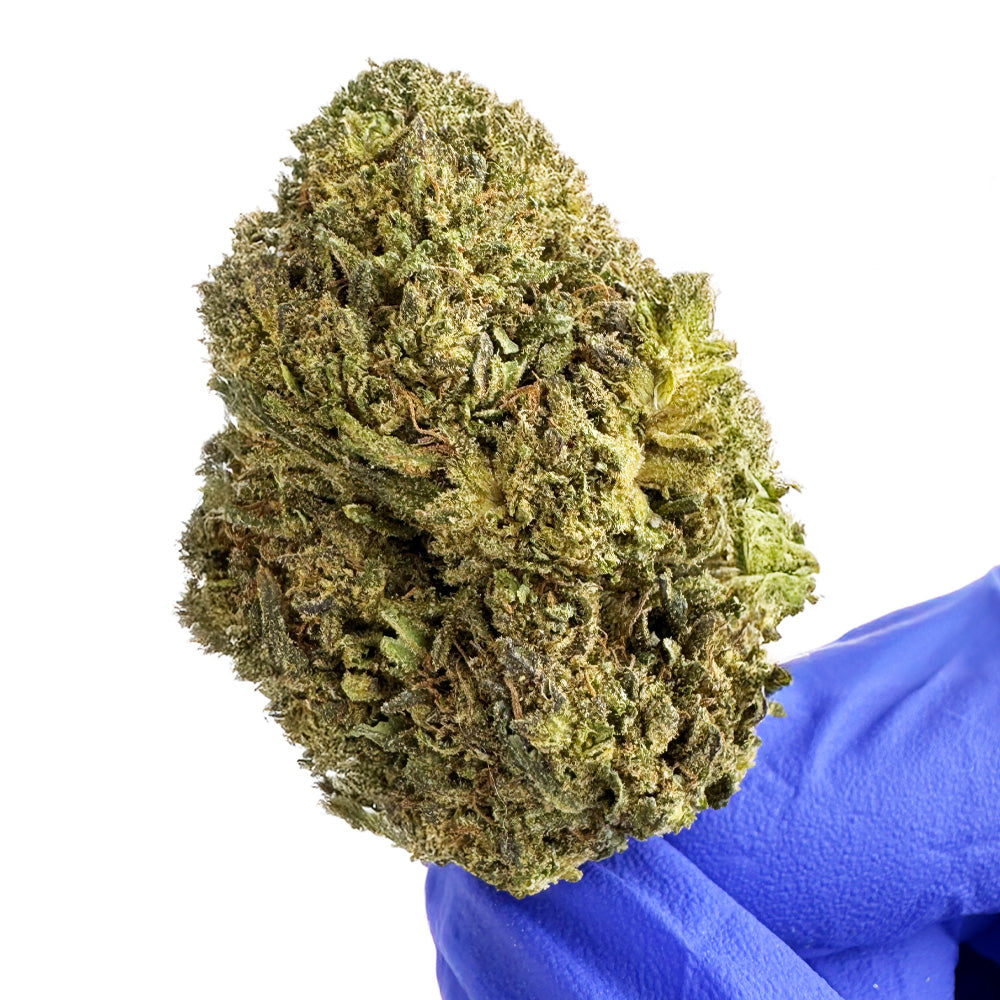 OG Kush - Hybride USA