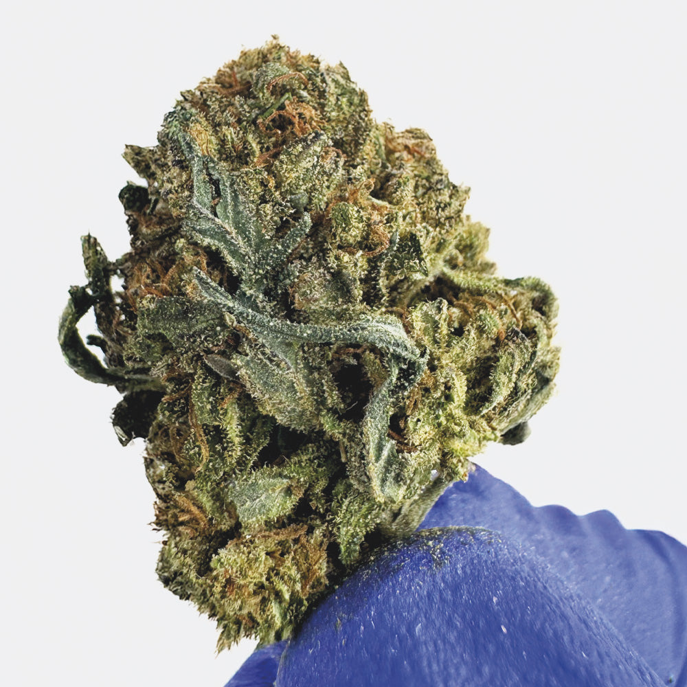 Medium Buds OG Kush - Hybride