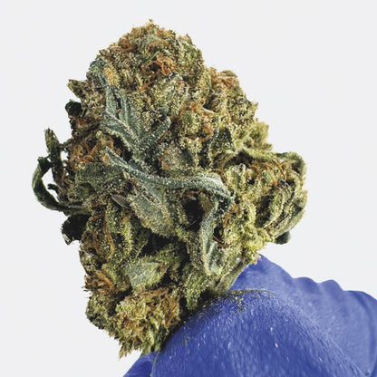 Medium Buds OG Kush - Hybride