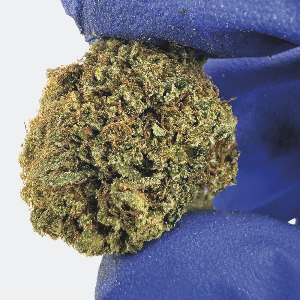 Medium Buds OG Kush - Hybride