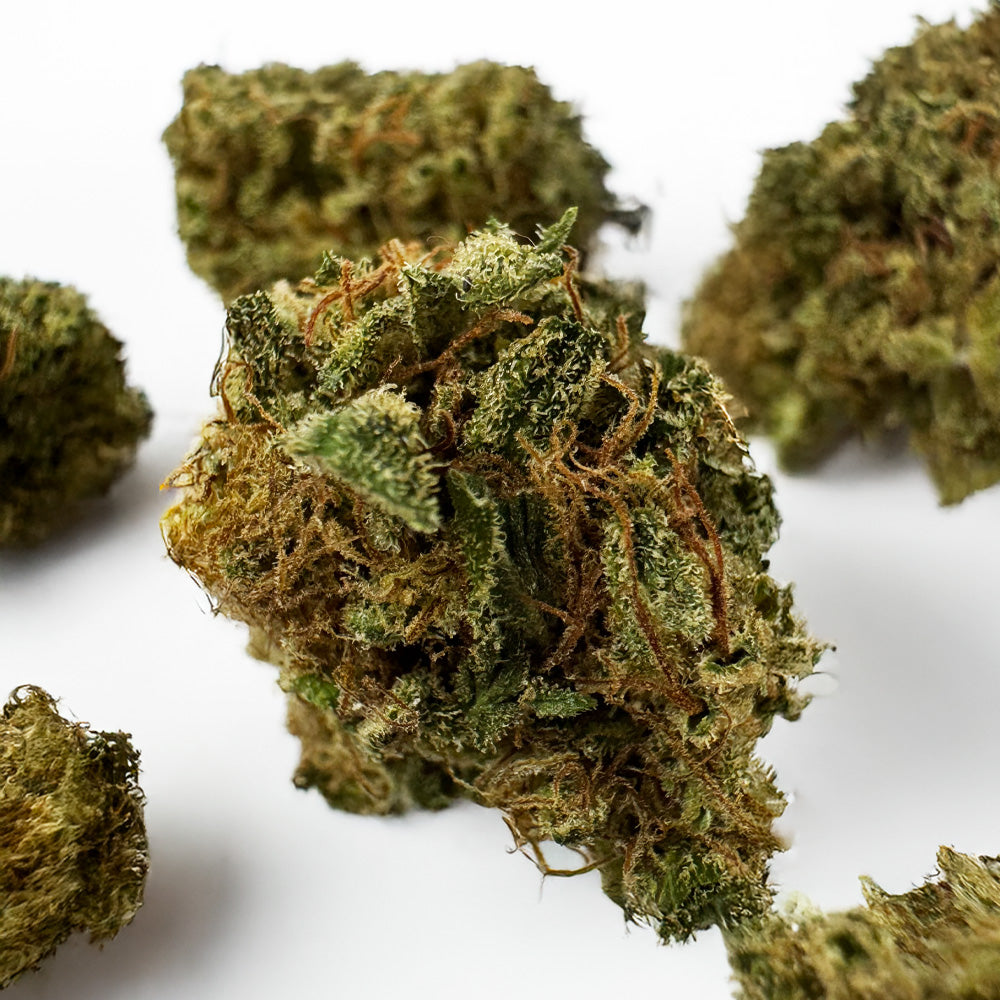 Small Buds Orange Fritter - Hybride