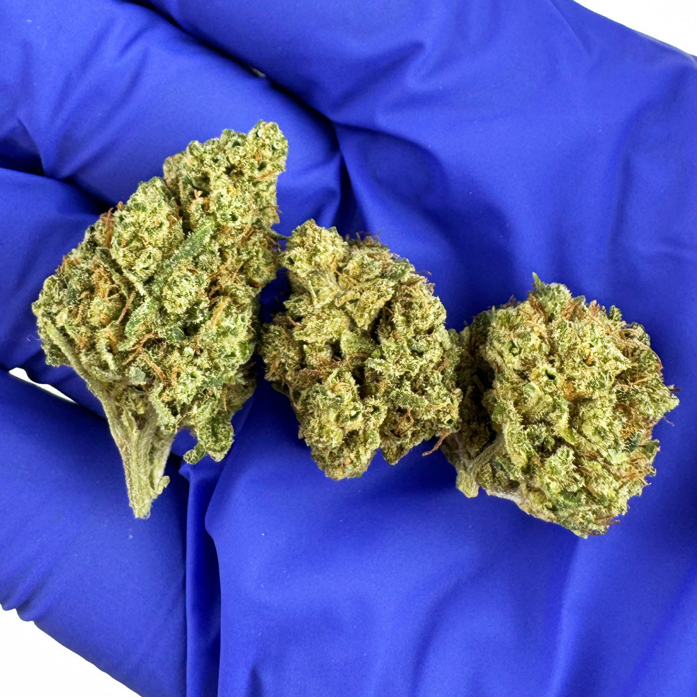 Small Buds Orange Fritter - Hybride