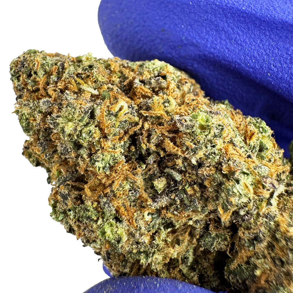 Purple Gaz CBD - Interior