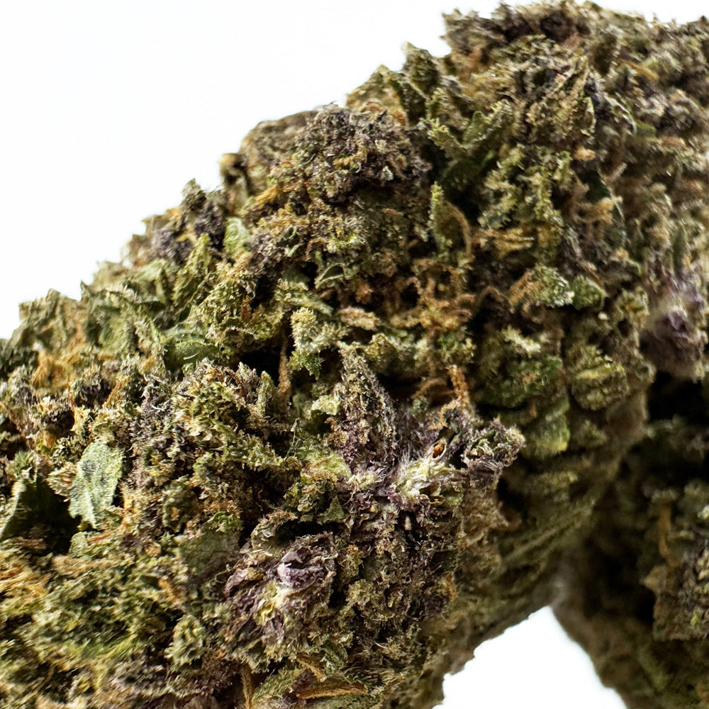 Purple Snowman - Hybride USA