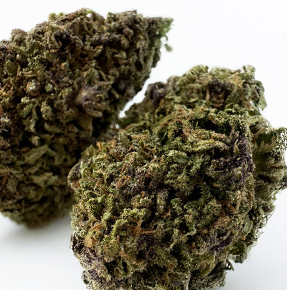 Purple Snowman - Hybride USA