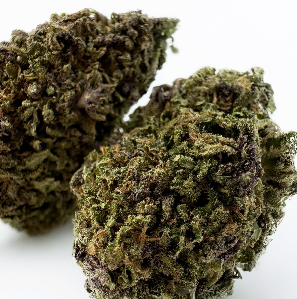 Purple Snowman - Hybride USA