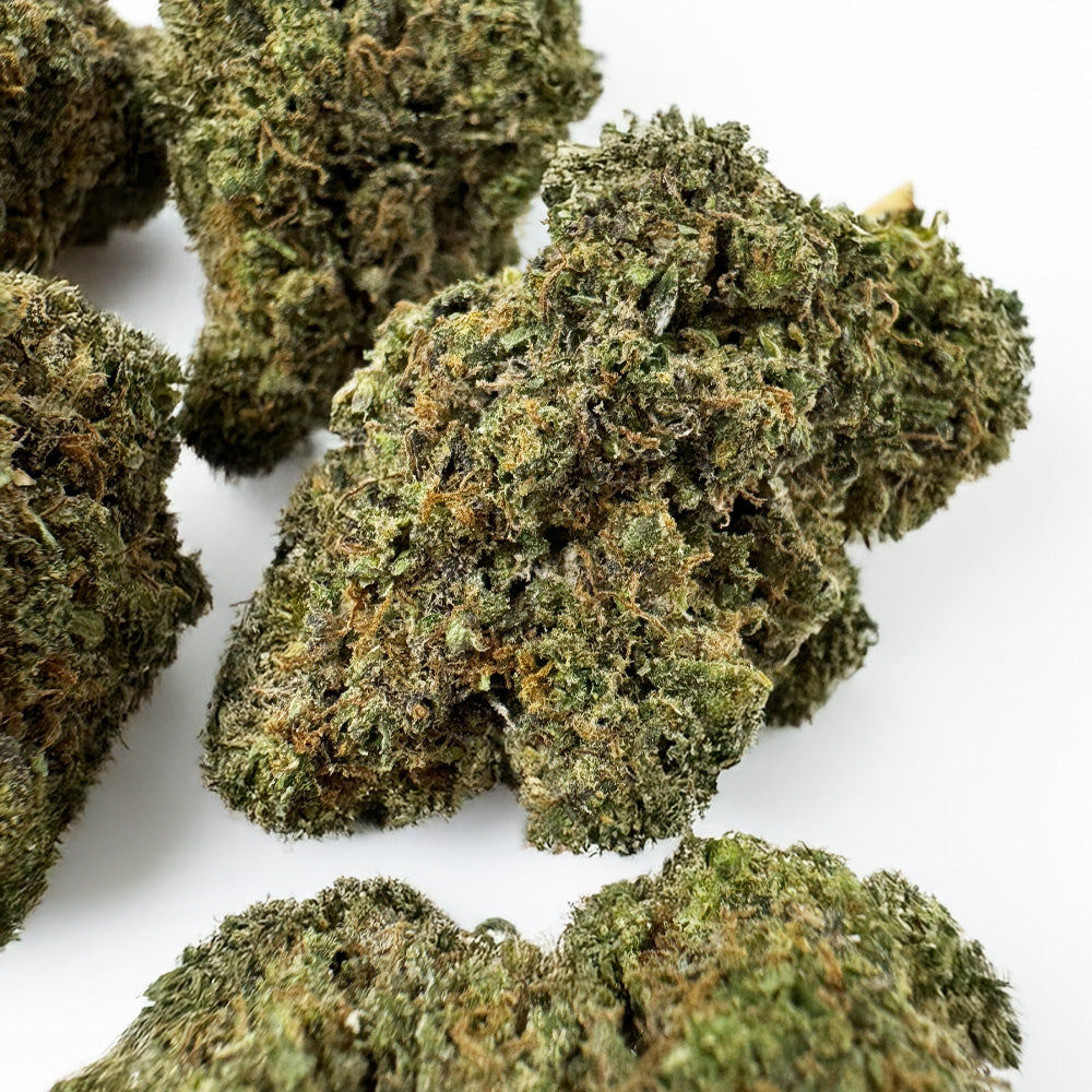 Rainbow Zangria - Indoor