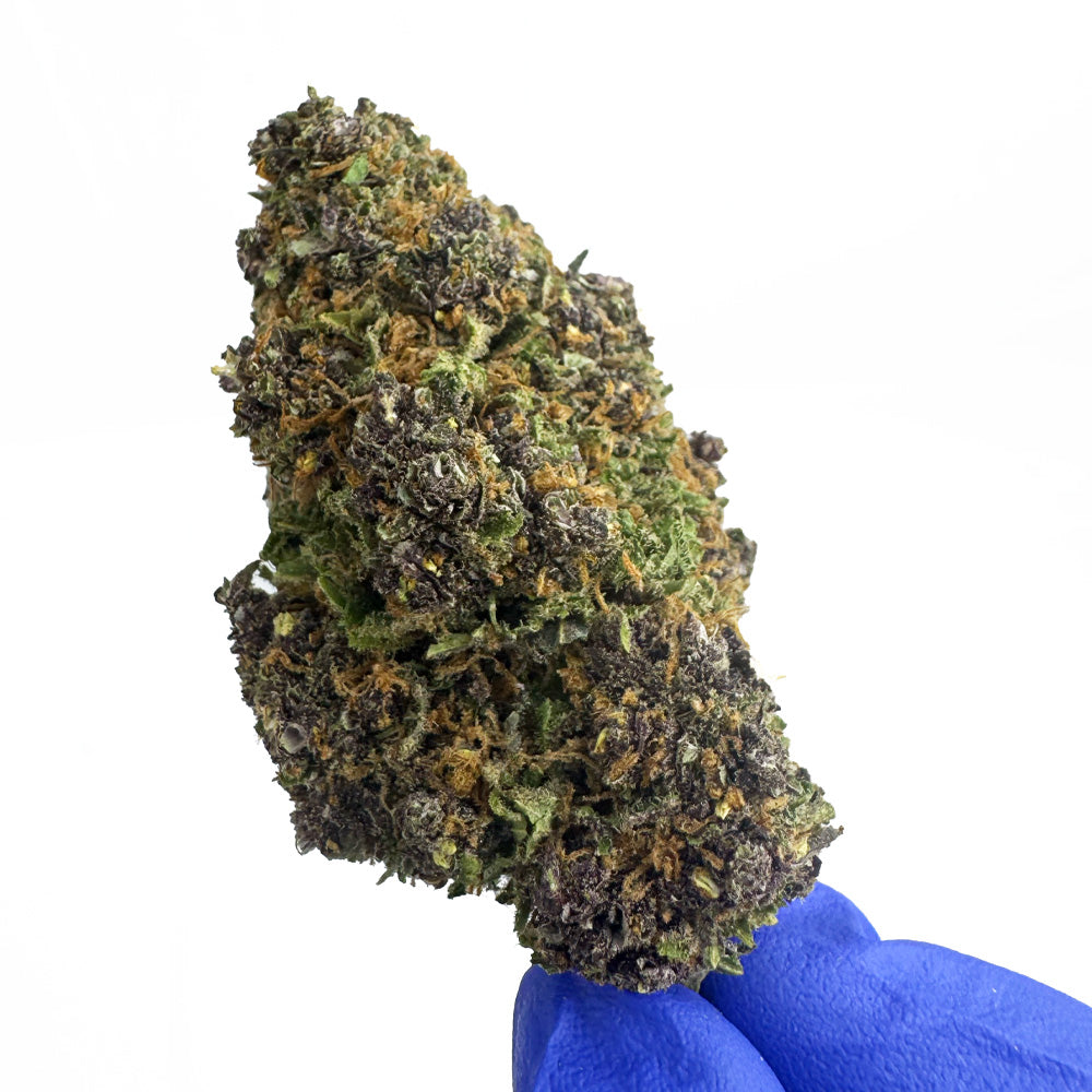 Rocket Sauce - Indoor Elite USA — photo 4