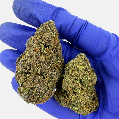 Sapphire Kush – hybryda z USA