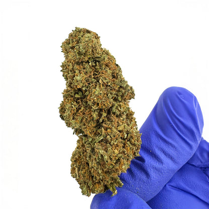 Strawberry - Glasshouse