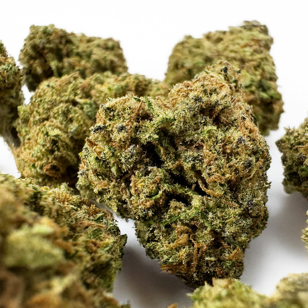 Small buds Sunset Sherbet - Indoor