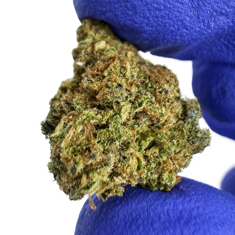 Small buds Sunset Sherbet - Indoor