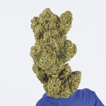 Watermelon CBD - Cali Hydroponics