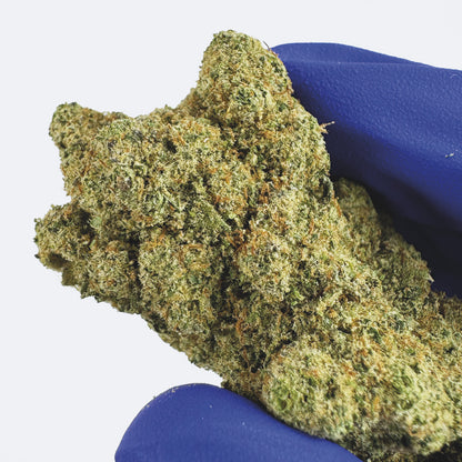 Watermelon CBD - Cali Hydroponics