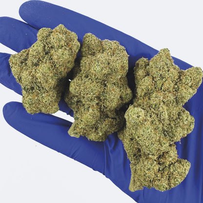 Watermelon CBD - Cali Hydroponics