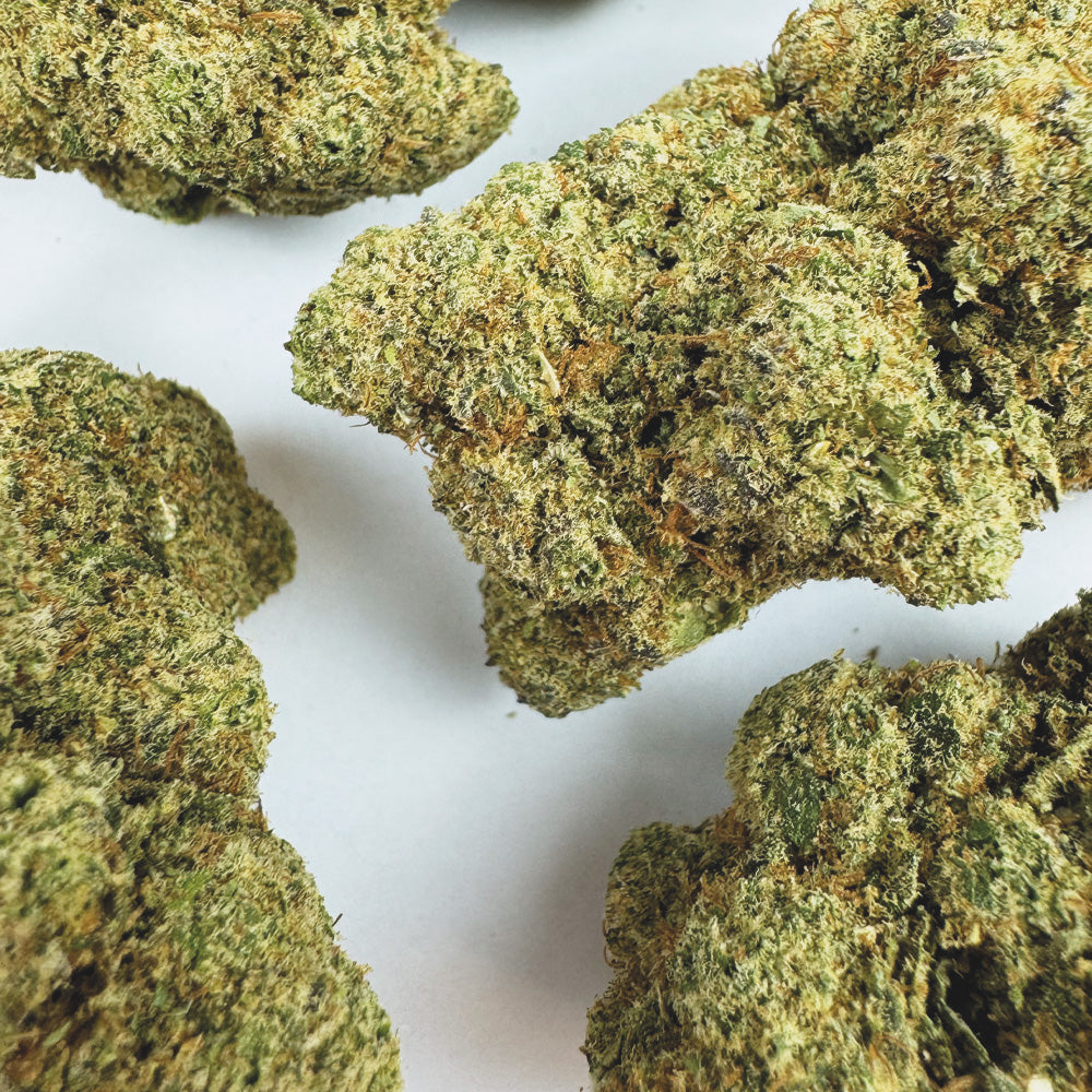 Watermelon CBD - Hidroponía Cali