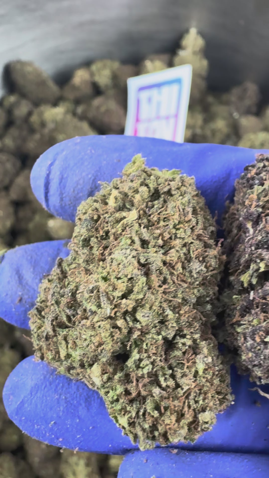 Charger la vidéo: Vidéo de présentation de la Mango Haze Hybride CBD