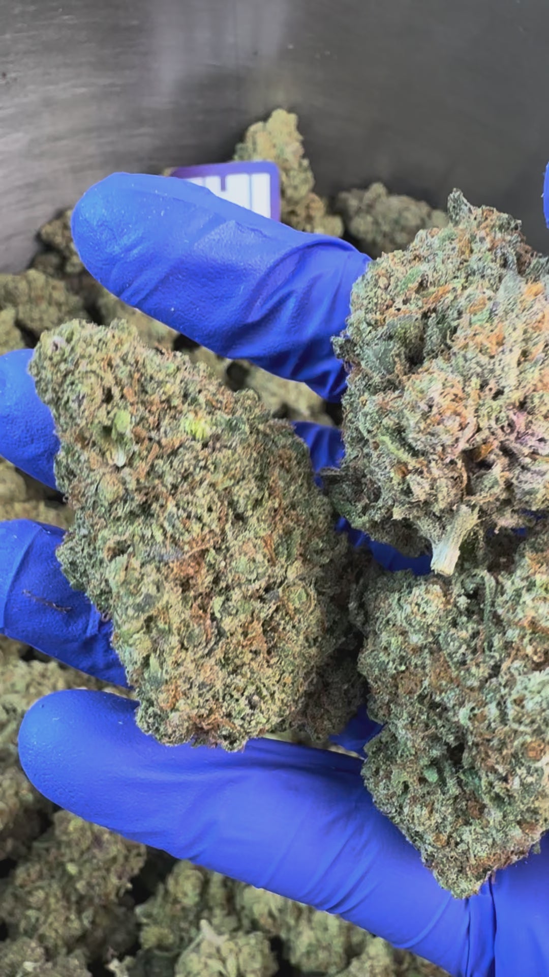 Načíst video: Kosher Kush – Indoor Elite USA — prezentační video