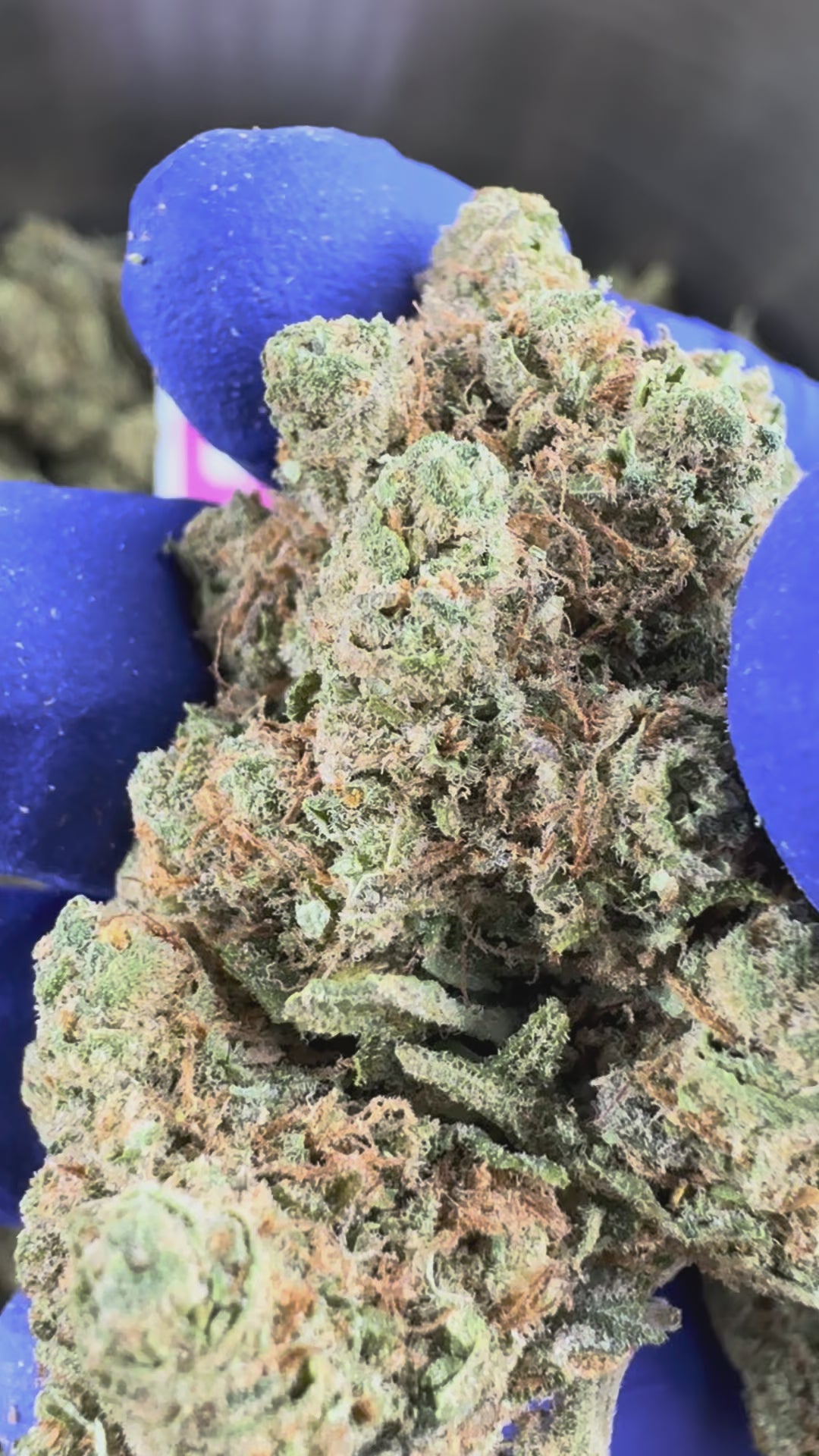 Carregar o vídeo: Lemon Haze HT - Interior — vídeo de apresentação
