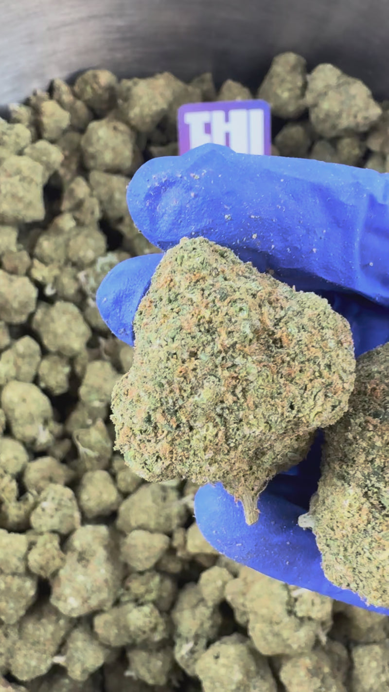Rainbow X GP3 CBD – uprawa w pomieszczeniu — film prezentacyjny