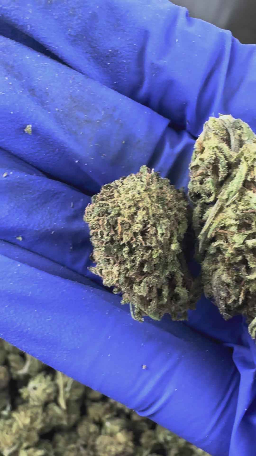 Charger la vidéo: Vidéo de présentation desMedium Buds OG Kush Hybride USA
