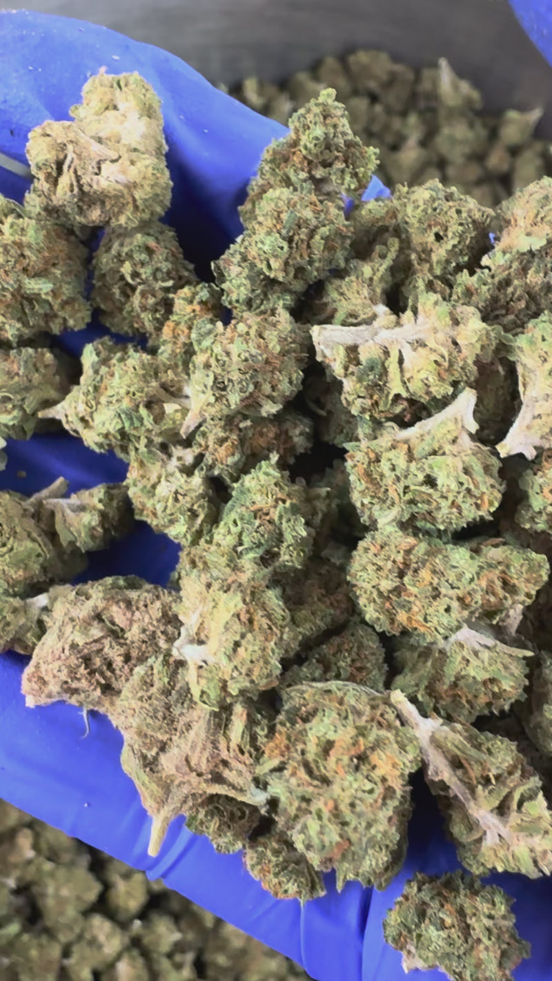 Medium buds Strawberry - Glasshouse — vidéo de présentation
