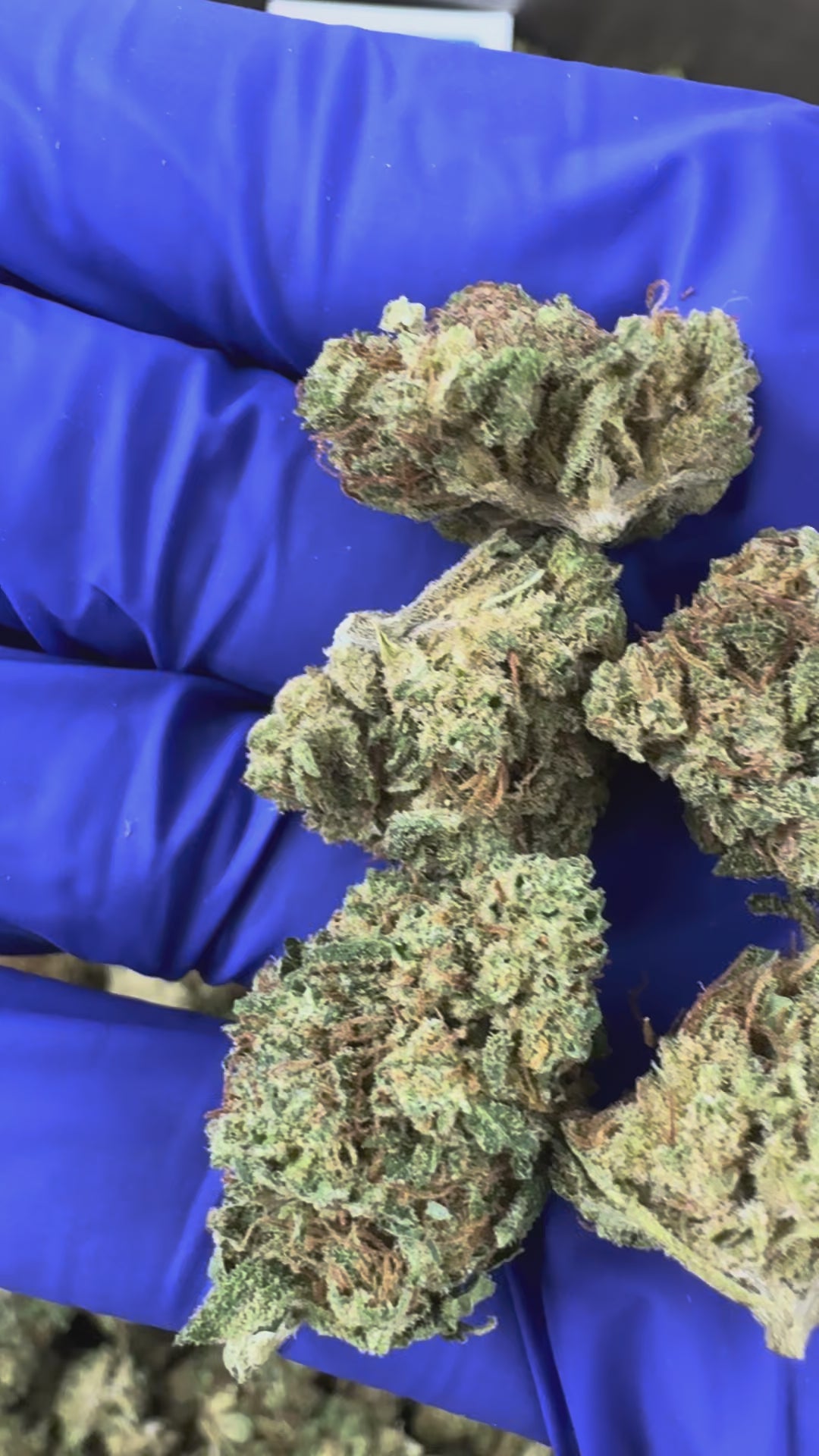 Charger la vidéo: Vidéo de présentation des Small Buds d'Orange Fritter Hybride