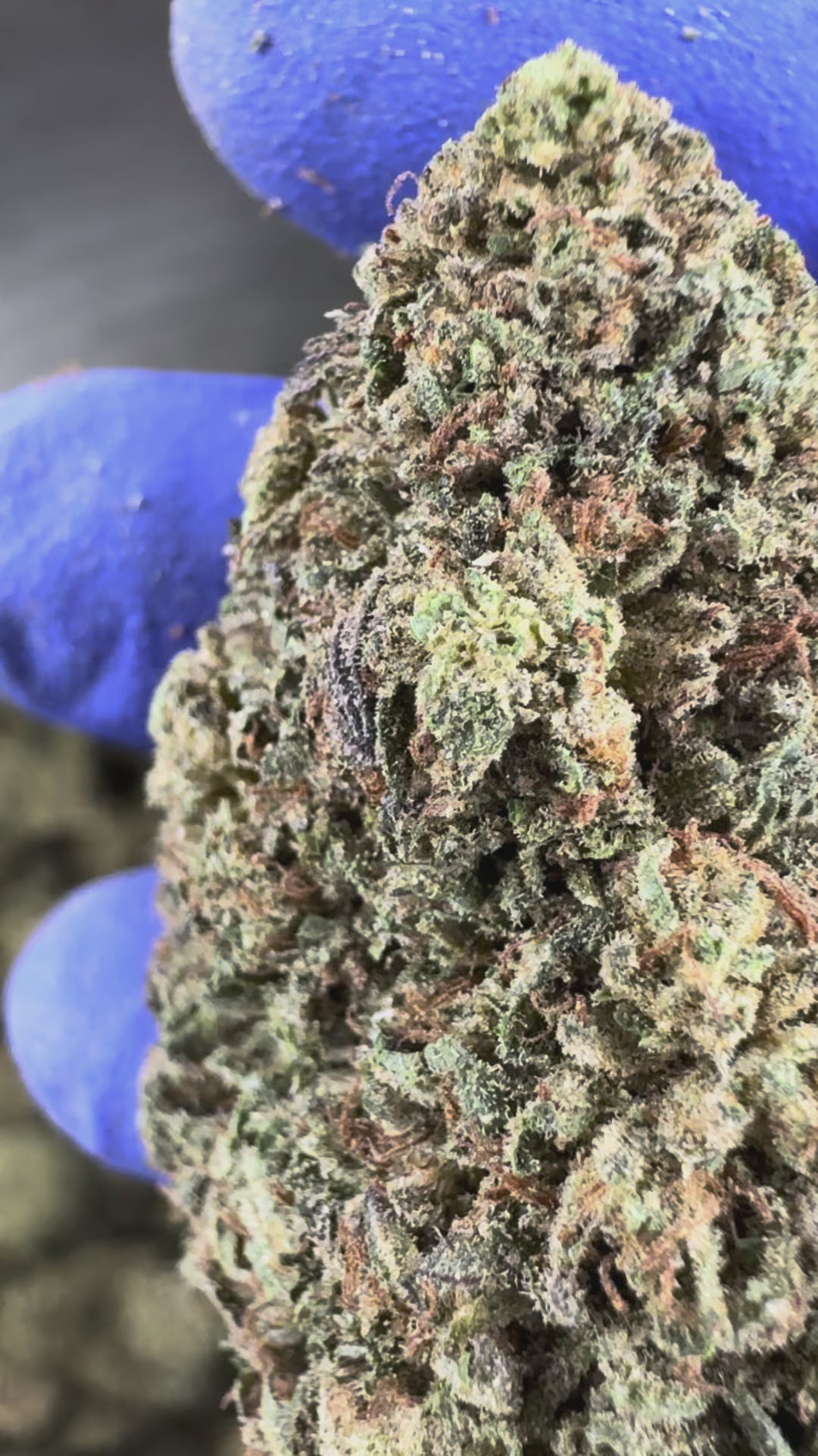 Video laden: Präsentationsvideo zum Critical Hybride