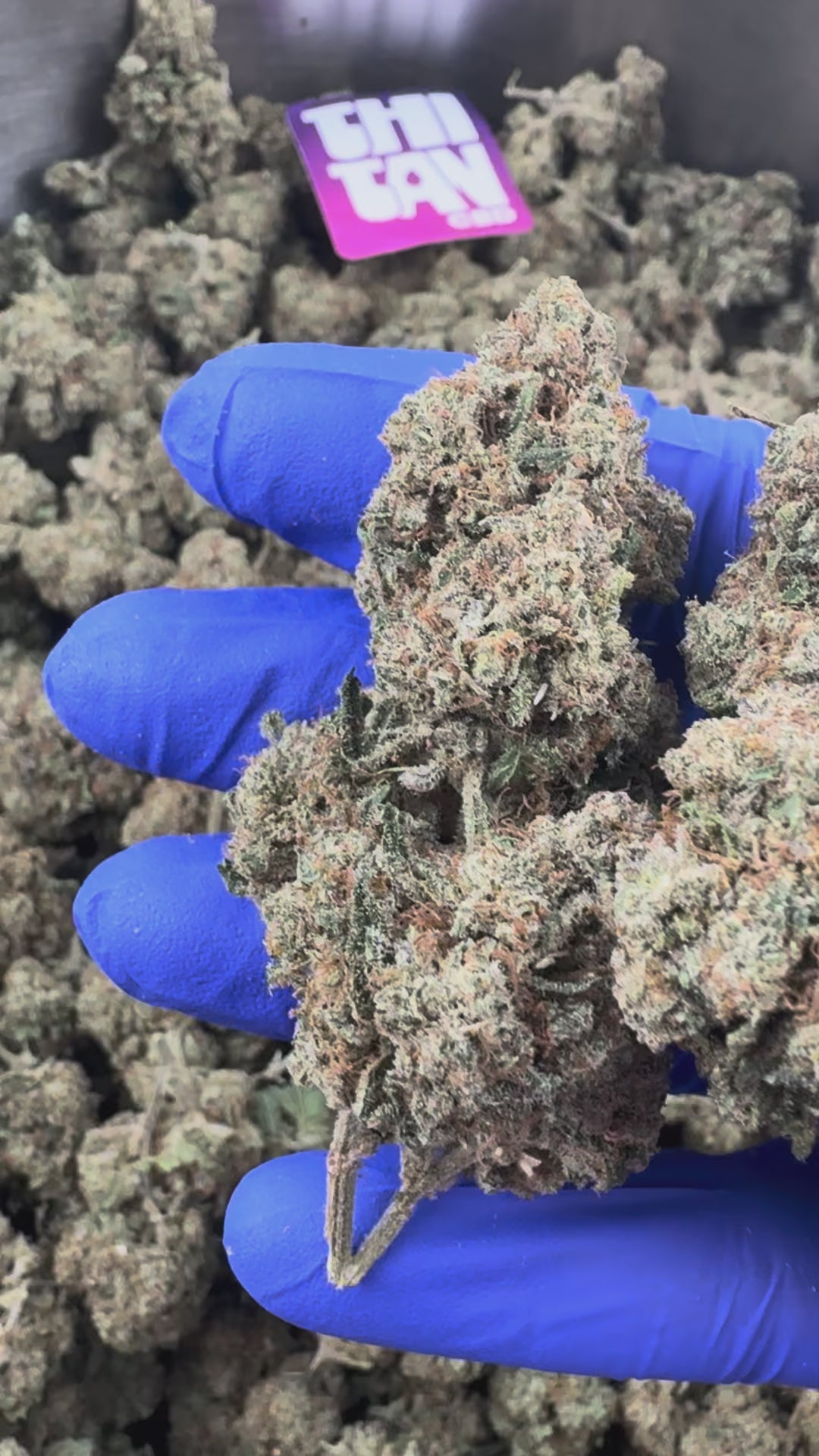 Načíst video: Guava Kush CBD – Indoor — prezentační video