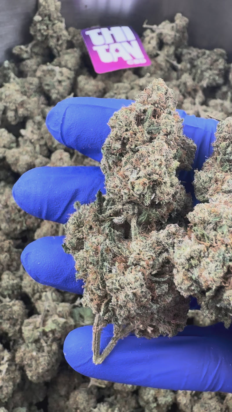 Guava Kush CBD – pěstování v interiéru — prezentační video