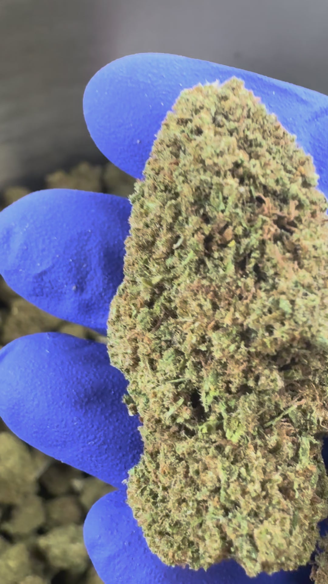 Load video: Cake Berry - US Hybrid — promotional video
