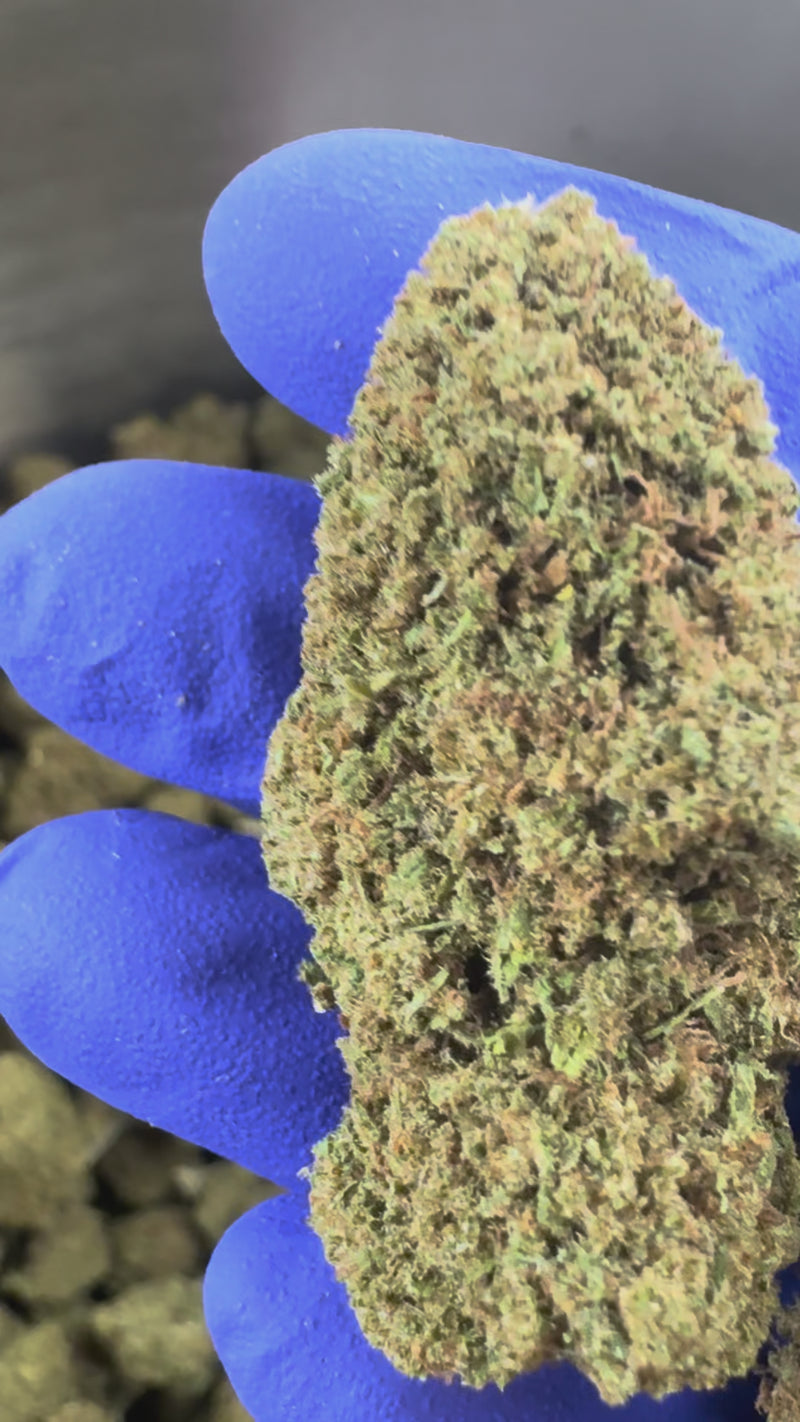 Cake Berry - US Hybrid — Introductory Video