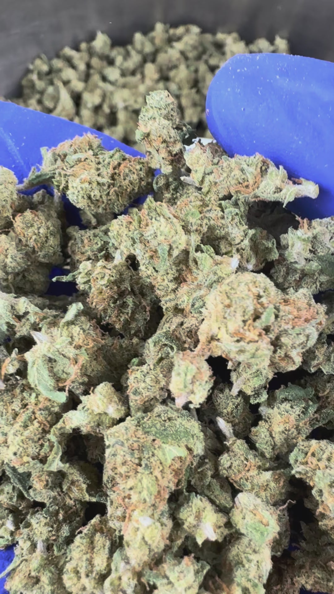 Charger la vidéo: Vidéo de présentation des Small Buds Lemon Skunk CBD Indoor